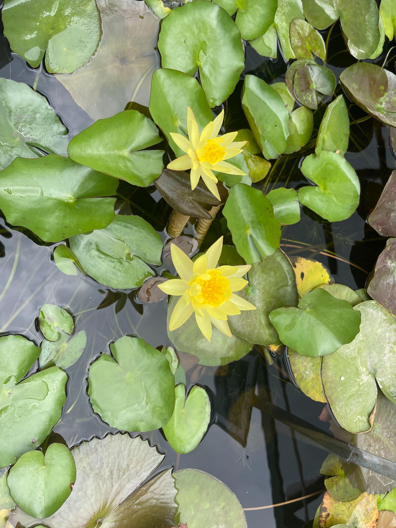 water lily