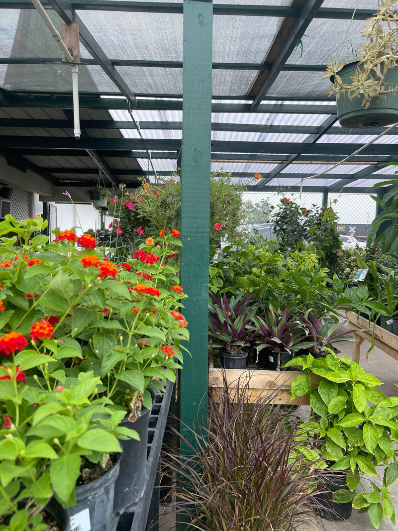 plants, shrubs, and more!