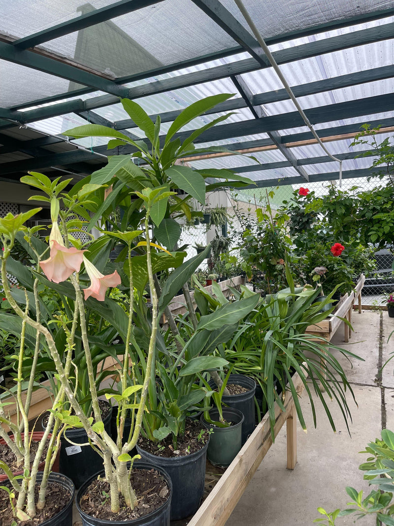 our vast selection of plants in our garden center